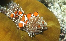 Tropical Nites Holiday Townhouses